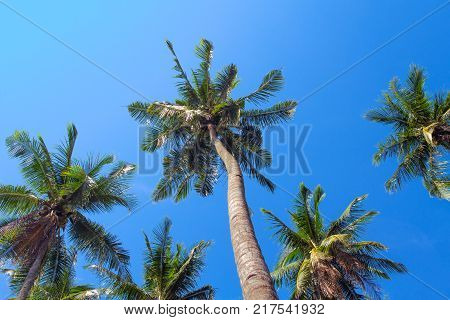 Green palm tree on blue sky background. Coco palm tree ground view photo. Summer vacation travel banner template. Exotic palm leaf. Tropical island nature postcard. Green palm trees in hot sunshine