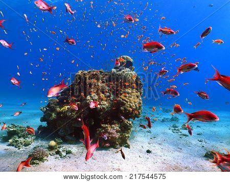 Fish In Red Sea Coral Reef