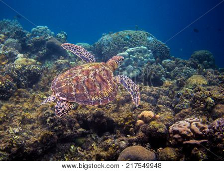 Olive green turtle swims above seabottom. Tropical island seashore nature. Summer vacation snorkeling or diving banner. Sea turtle underwater photo. Marine animal undersea. Wild nature of tropical sea