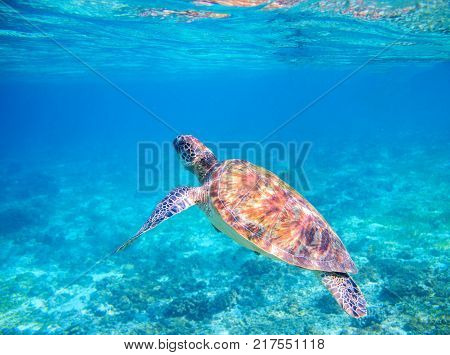Sea tortoise dives up for breath. Tropical island seashore nature. Sea turtle snorkeling or diving banner. Wild green turtle underwater photo. Marine animal undersea. Wild nature of tropical sea