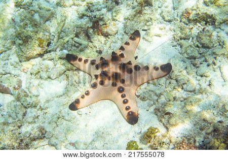Underwater landscape with coral reef and pink starfish. Pillow starfish in seawater. Shallow sea water. Seashore underwater animal. Star fish with five tentacles. White sand shore and pink starfish