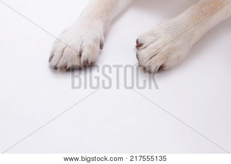 Dogs paws isolated on white background. Blonde labrador retriever dog paws over white background, cropped image.