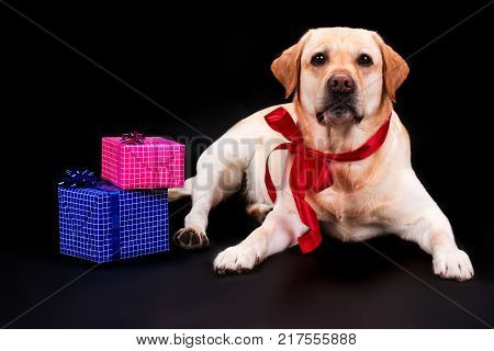 Labrador with bow and gift boxes. Cute Labrador puppy dog with red bow on neck and gift boxes lying on black background. Christmas gifts concept.