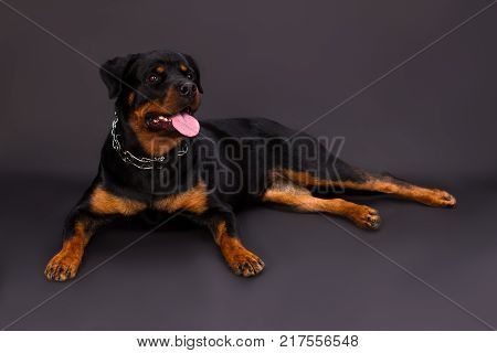 Adorable young rottweiler, studio shot. Beautiful young rottweiler dog with chain on neck lying in studio. Domesticated rottweiler dog.