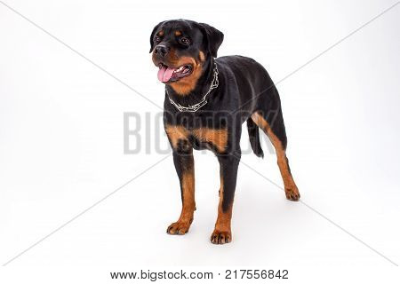 Rottweiler standing on white background. Strong domestic dog isolated on white background.