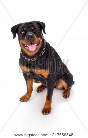 Cute young rottweiler, studio portrait. Beautiful young rottweiler dog sitting isolated on white background. Adorable pedigreed dog.