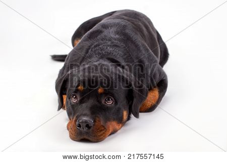 Close up of adorable lying rottweiler dog. Beautiful young domesticated rottweiler isolated on white background, studio shot.