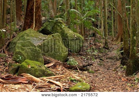 Rainforest валуны