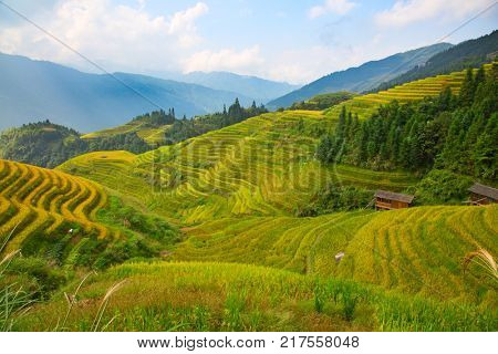 The Longsheng Rice Terraces(Dragon's Backbone) also known as Longji Rice Terraces are located in Longsheng County, about 100 kilometres (62 mi) from Guilin, Guangxi, China
