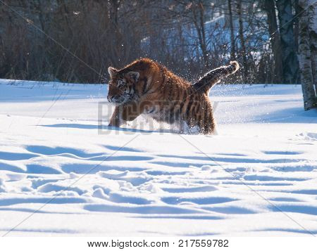 Running and hunting Siberian tiger in wild winter nature - Panthera tigris altaica