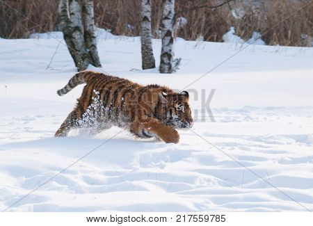 Siberian tiger hunting for the prey in the snow - Panthera tigris altaica