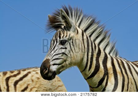 Plains Zebra portræt