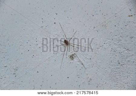 donnelay spider crawling on an old wall