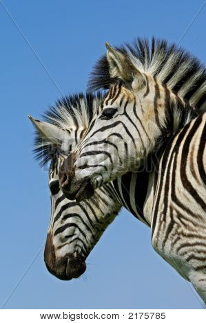 Plains Zebra portræt