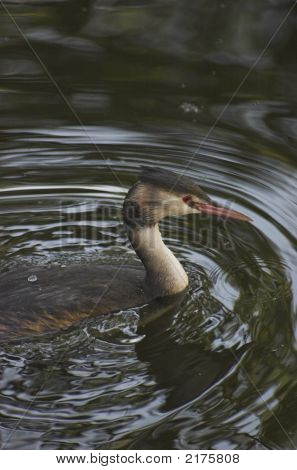 Mergulhão-de-