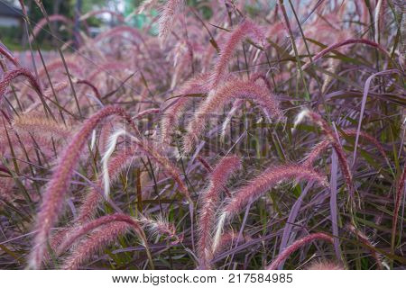 Clump of pink grass in the garden