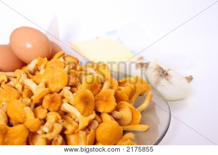 Cantharellus cibarius 