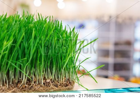 Fresh sprouts of cereals on the counter bioproducts store