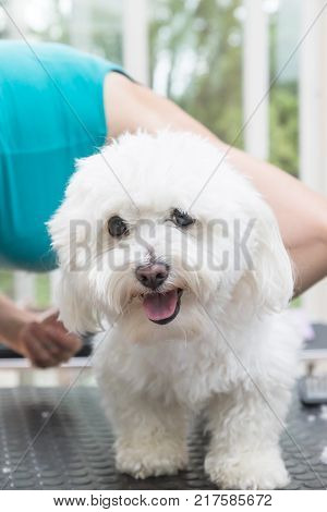 Groomer is shearing back of a white dog. Vertically.