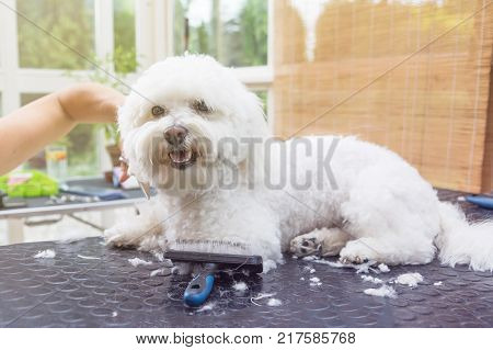 Cute white Bolognese dog is groomed lying on the grooming table. Grooming equipment is lying on the table.
