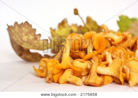 Cantharellus cibarius