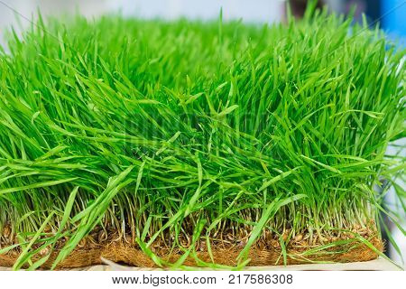 Fresh sprouts of cereals on the counter bioproducts store