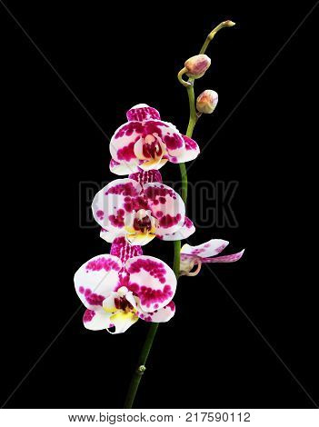 Branch of spotted orchid phalaenopsis isolated on a black background.