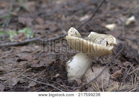 russula with green cap in funnel form and white sleek stipe