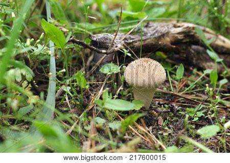 a common puffball in the wild nature