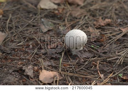 gem-studded puffball in wild nature among the dry pine needles