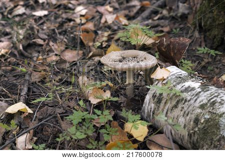 panther cap. mushroom with wrinkled spotted brown flat cap