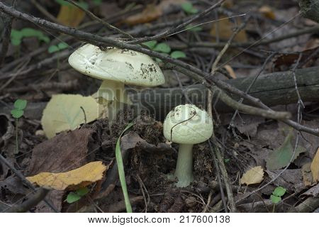 couple of False Deathcap mushrooms in the spring forest