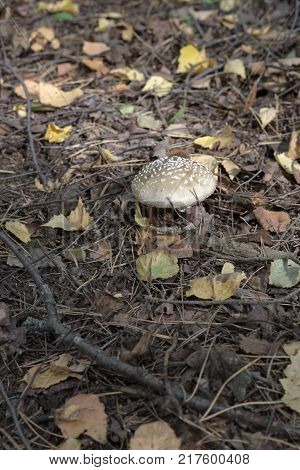 panther cap among picturesque fallen autumn foliage