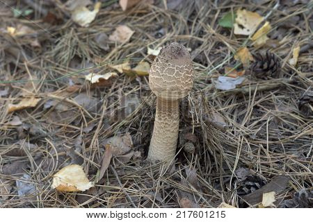 parasol mushroom with ovoid head and snakeskin pattern of brown flakes on stem
