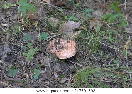 Saffron Milkcap with reddish orange cap of typical for young mushrooms concave shape