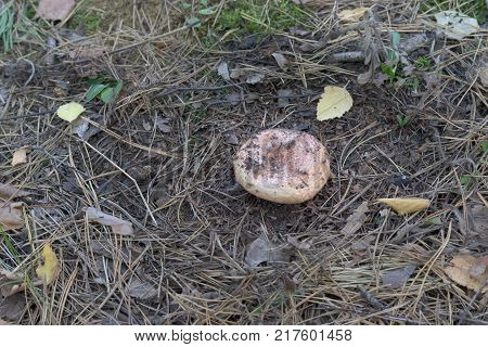 red pine mushroom grows amongst dry pine needles
