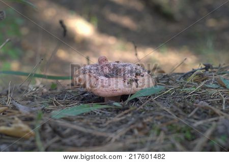 red pine mushroom pileus with unusual shape eated by slug