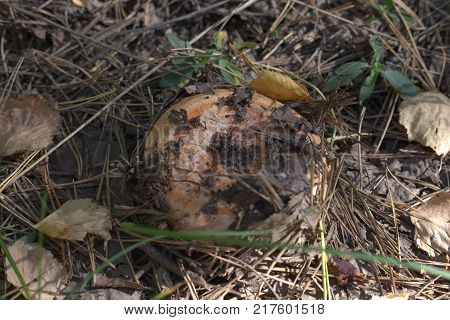 Saffron Milkcap growing under deep forest shadows