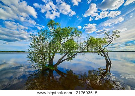 Green trees growing in water under beautiful blue sky with clouds