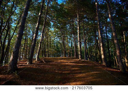 Sunny pine forest with path rising to the top of the hill