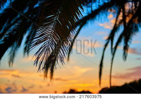 Beautiful soft sunset through the silhouette of palm leafes
