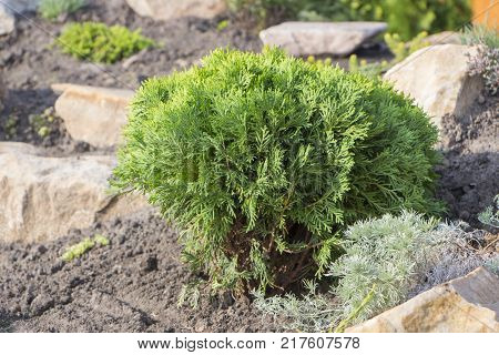 Alpine garden with dwarf conifers close up.