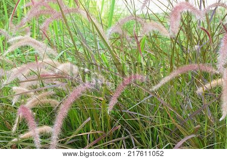 Feather Pennisetum or Mission Grass with Flower in The Garden for Home and Building Decoration.