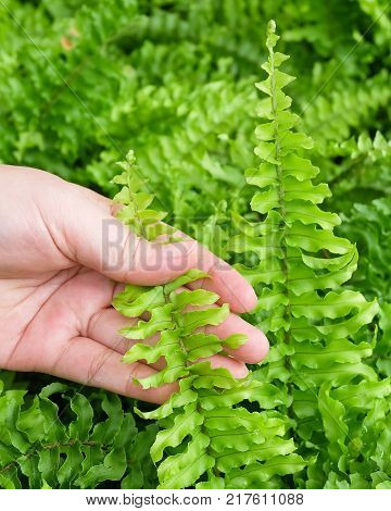 Ecology and Environment Concept Closeup of Hand Holding Carefully Pteridophyta or Tassle Ferns. Taking Care of The Garden.