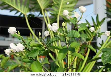 Beautiful Flower Lovely White Common Gardenias or Cape Jasmine Flowers for Garden Decoration.