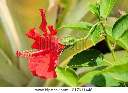 Beautiful Flower A Fresh Red Hibiscus Flowers or Bunga Raya on Green Leaves Blooming in Green Garden.