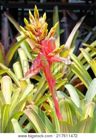 Beautiful Aechmea Bromeliads Plant with Red Blossom for Home and Building Decoration.