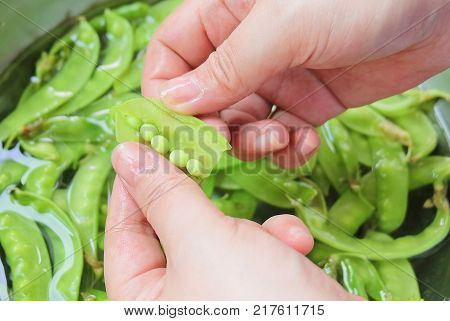 Vegetable Hand Peeling Fresh Green Pea From A Pod and Cleaning in Water. Green Pea High in Vitamin K B C and A.