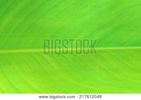 Background Pattern Abstract Green Leaf Textured and Background with Copy Space for Text Decorated.