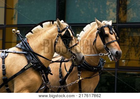 Two norvegian fjord males in blinkers staying outdoor